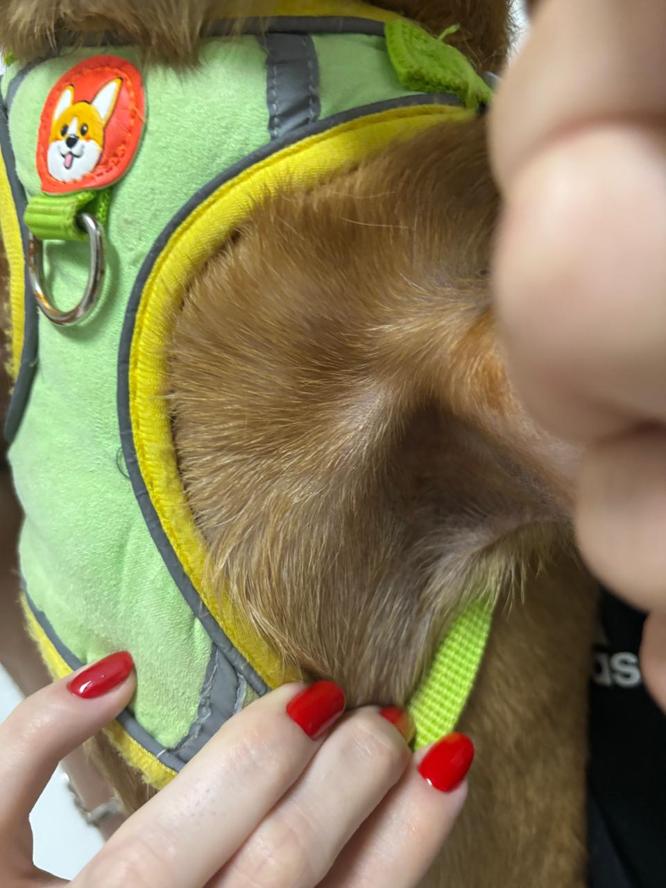 Pele recuperada do pet após o tratamento de lesão cutânea crônica